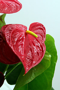 Anthurium Andreaum, Flamingo Flower thumbnail