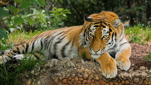 tiger lying on sand thumbnail