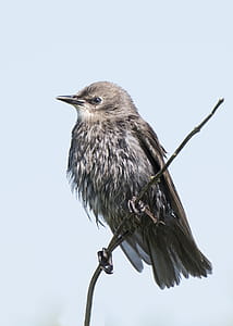 Black and Gray Bird on Tree Brunch thumbnail