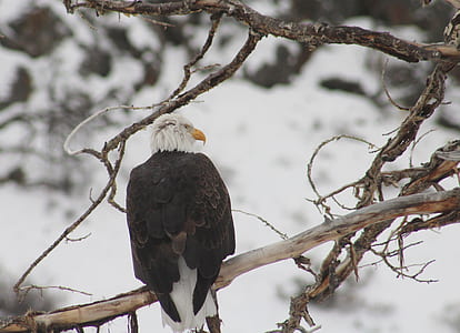 Black and White Bird on Top of Brunch of Tree thumbnail