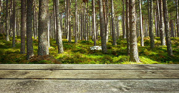 trees beside road during daytime thumbnail