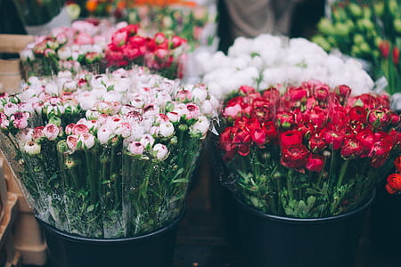 red and white flowers in black buckets thumbnail