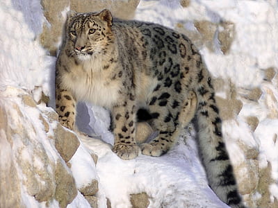 cheetah on mountain covered with ice thumbnail