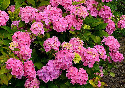 Hydrangeas, Flower Garden thumbnail