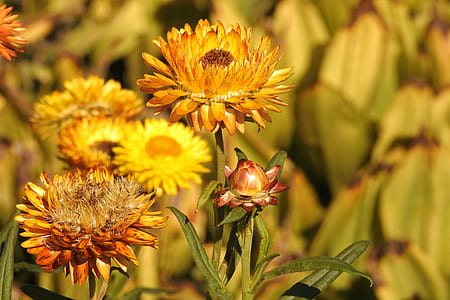 yellow straw flowers in bloom at daytime thumbnail