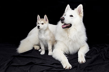 adult white samoyed with puppy thumbnail
