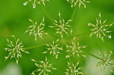 white flowers thumbnail