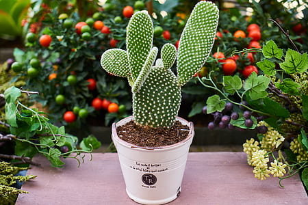 closeup photo of green prickly pear cactus plant on white planter thumbnail