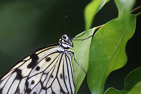 White Baumnymphe, Butterfly thumbnail