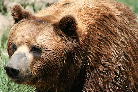 wildlife photography of brown bear thumbnail