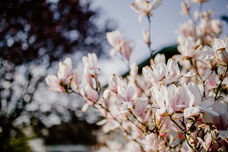 Magnolia tree in bloom thumbnail