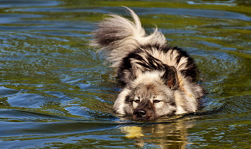 long-coated black and white dog swimming on water at daytime thumbnail