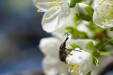 brown weevil perched on white flower thumbnail
