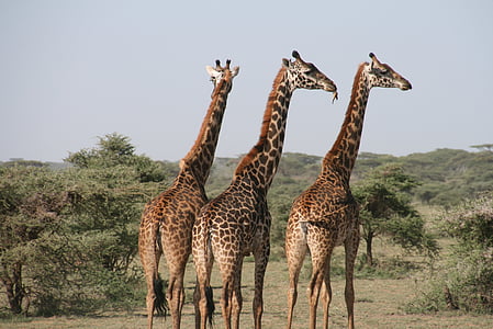 three giraffes thumbnail