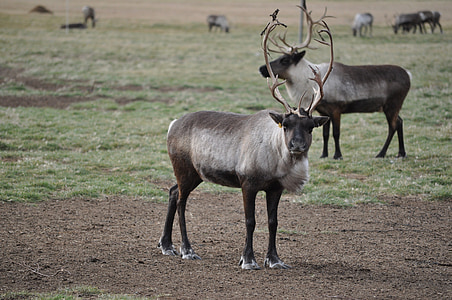 herd of grey deer thumbnail