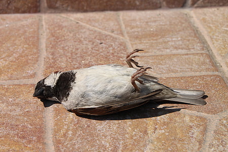 white and black bird lying on brown surface thumbnail