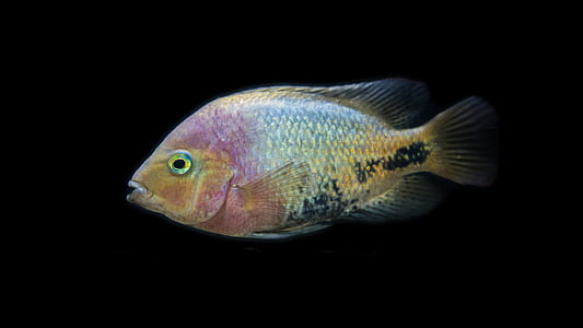 silver and pink pet fish thumbnail