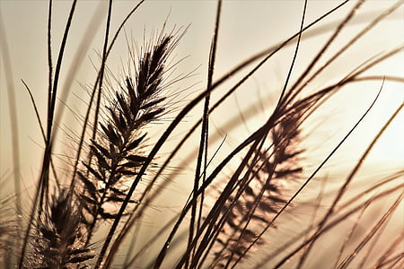 photography of brown grass thumbnail