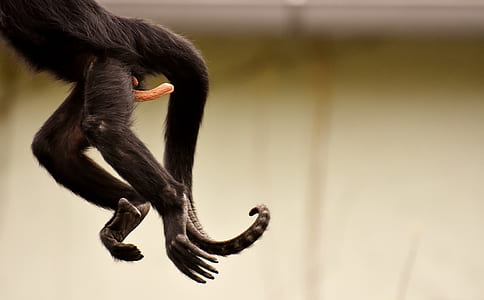 black monkey thumbnail
