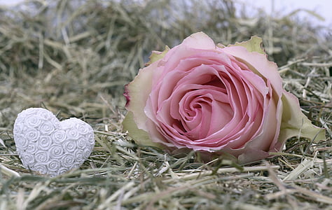 selective focus photography of pink rose fall on grass field thumbnail