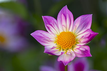 purple flower thumbnail
