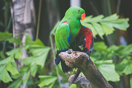 photo of Alexandrin parakeet thumbnail