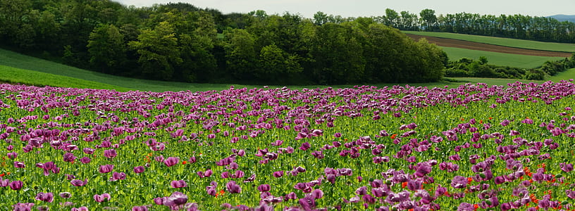 purple flowering field thumbnail