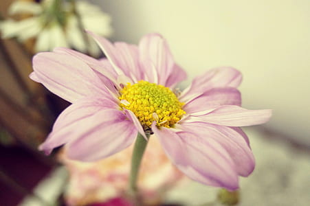 selective photo of purple petaled flower thumbnail