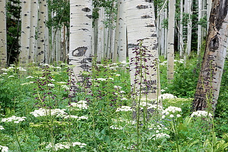 white petaled flowers surrounded with birch trees thumbnail