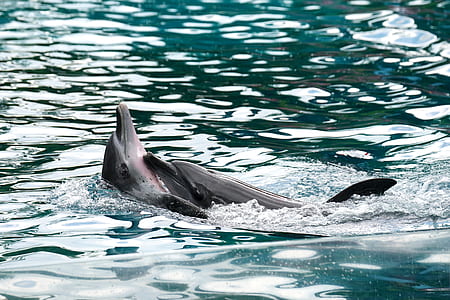 two dolphin playing in water during daytime thumbnail