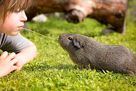 kid biting a green plant with rodent on green grass field thumbnail
