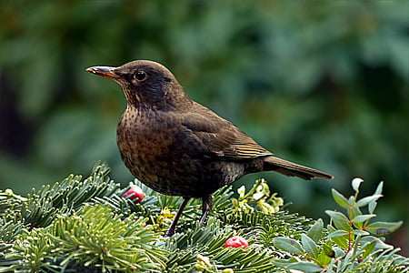 brown bird on green leafed plants thumbnail