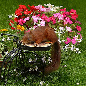 brown squirrel beside petaled flowers thumbnail