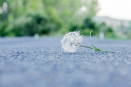 white dandelion on grey concrete pavement at daytime thumbnail
