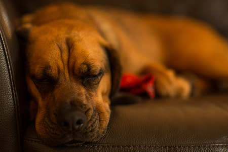 Sleeping Dog thumbnail