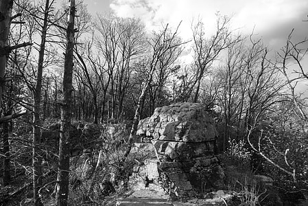 Black and White of Rock and trees at Quincy Bluff, Wisconsin thumbnail