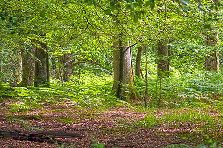 green foliage trees with brown soil thumbnail