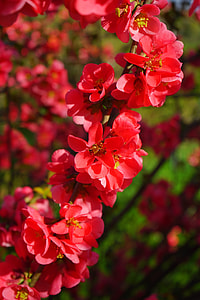 Japanese Ornamental Quince, Flowers thumbnail