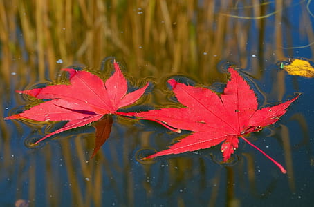 red leafs on body of water thumbnail