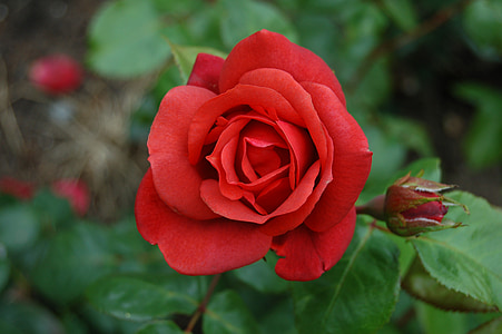 shallow focus photography of red rose thumbnail
