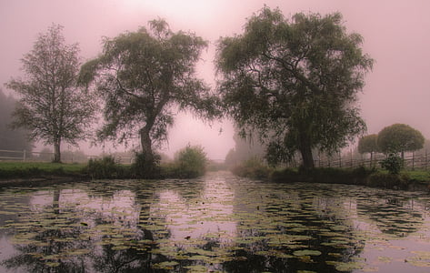trees beside body of water thumbnail