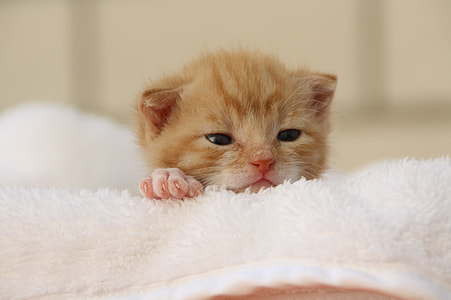 orange tabby kitten on towel thumbnail