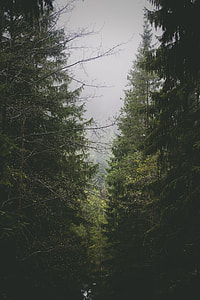green trees thumbnail