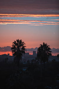 silhouette of trees during golden hour thumbnail