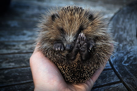 person holding hedgehog thumbnail
