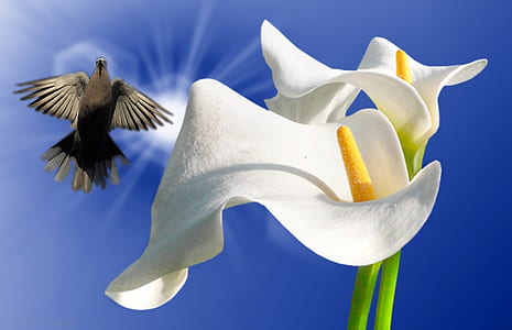 white flowers thumbnail