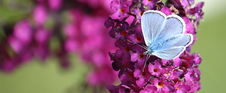 common blue butterfly on purple petaled flowers thumbnail
