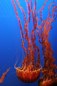 photo of brown jellyfish swimming thumbnail