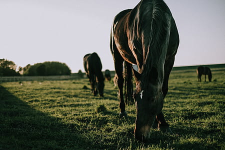 horse eating grass on grass field thumbnail