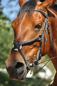 brown horse thumbnail